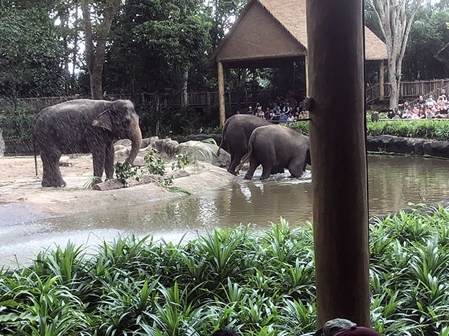 シンガポール動物園のゾウさん