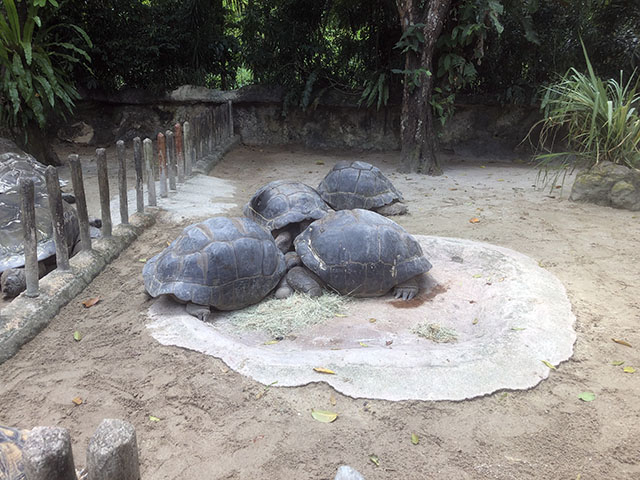 シンガポール動物園の亀
