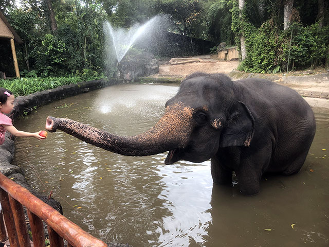 シンガポール動物園のゾウさんのショー