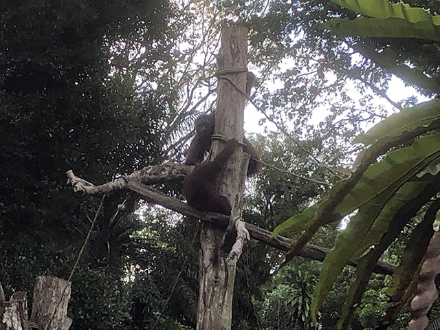シンガポール動物園のオランウータン