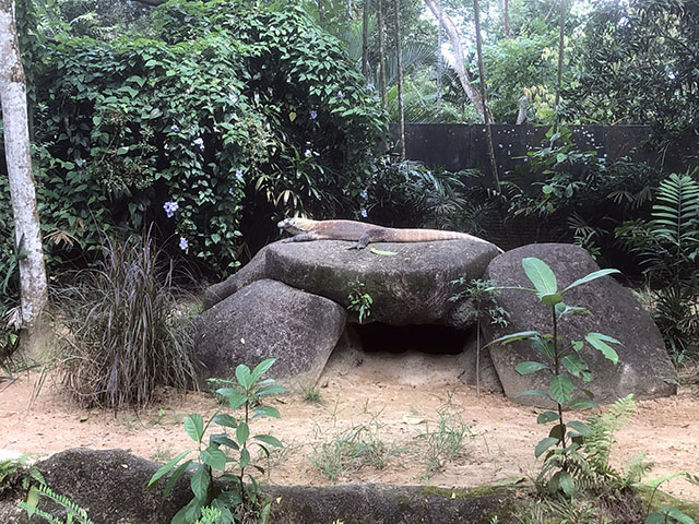 シンガポール動物園のトカゲ