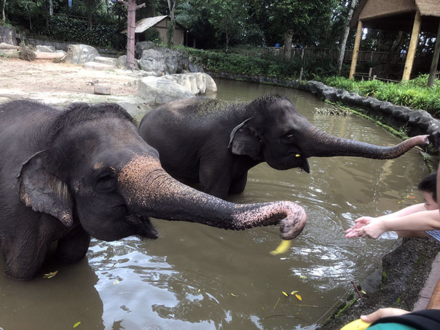 シンガポール動物園のゾウさんの餌やり