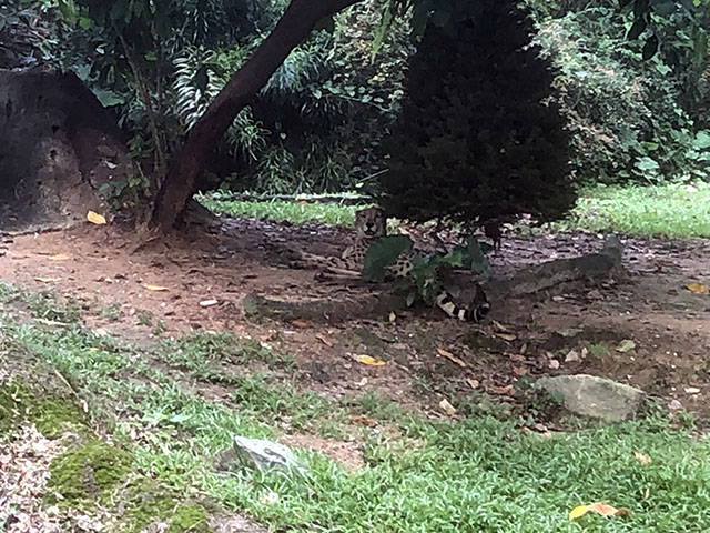 シンガポール動物園のチーター